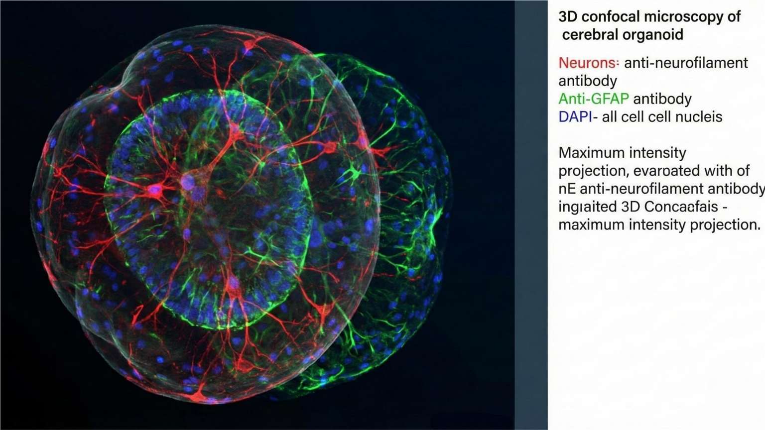 3D confocal microscopy for organoid