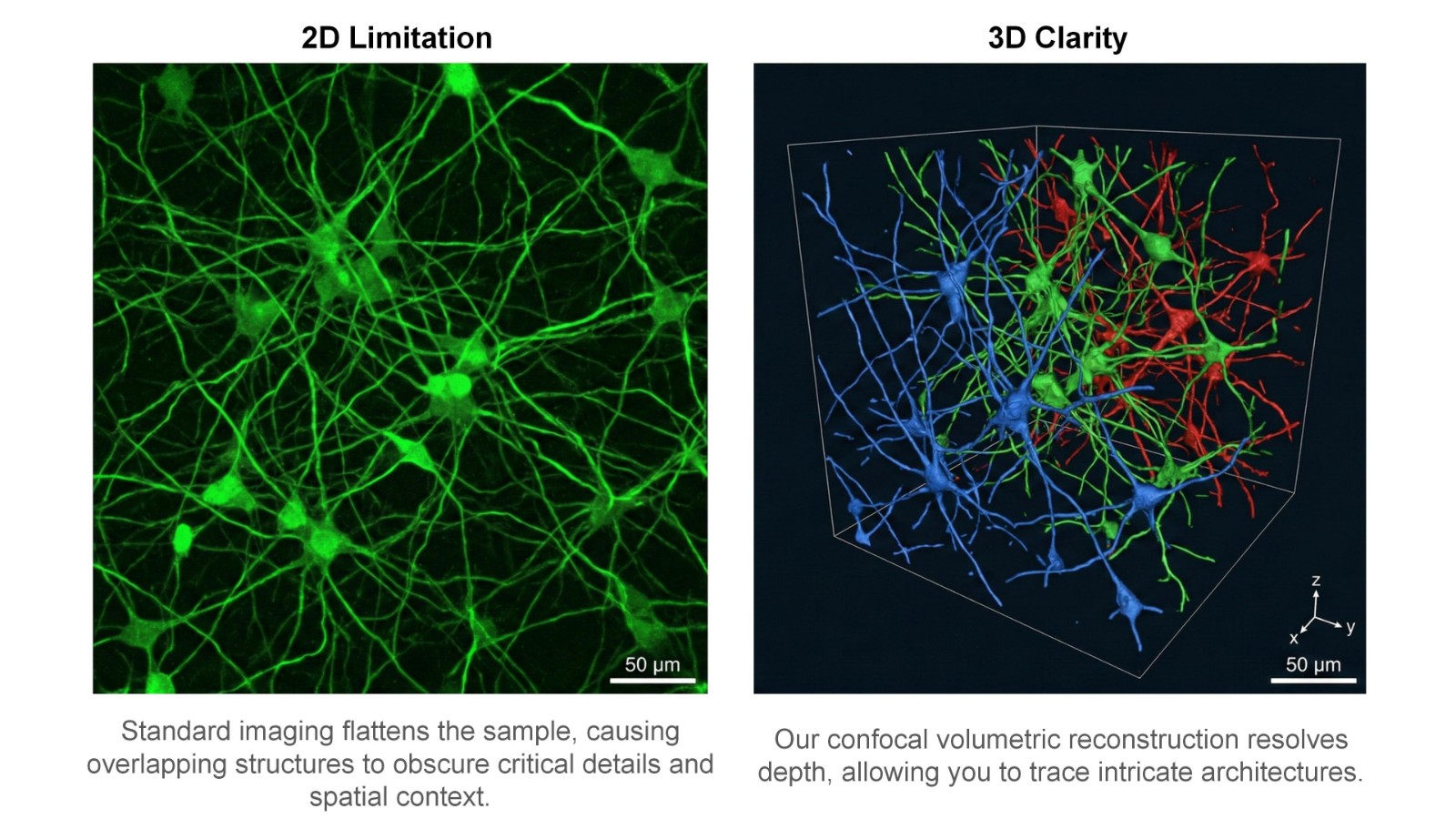 Confocal 2D and 3D comparison images