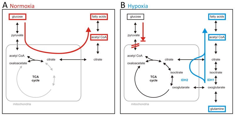 Carbon connectivity reveals reverse (reductive) TCA flux in hypoxia: fatty acid synthesis is routed though IDH1 and IDH2.