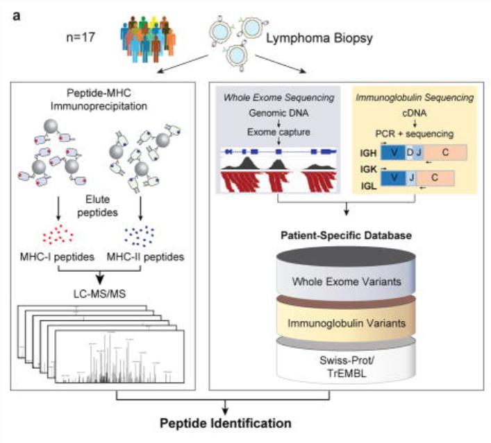 DIVERSE System: De Novo Creation of Peptide Tags for Non-enzymatic Covalent  Labeling by In Vitro Evolution for Protein Imaging Inside Living Cells -  ScienceDirect