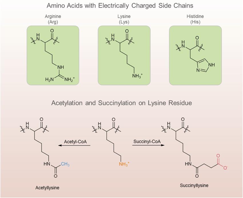 Deciphering Protein Succinylation: Cellular Functions and Implications