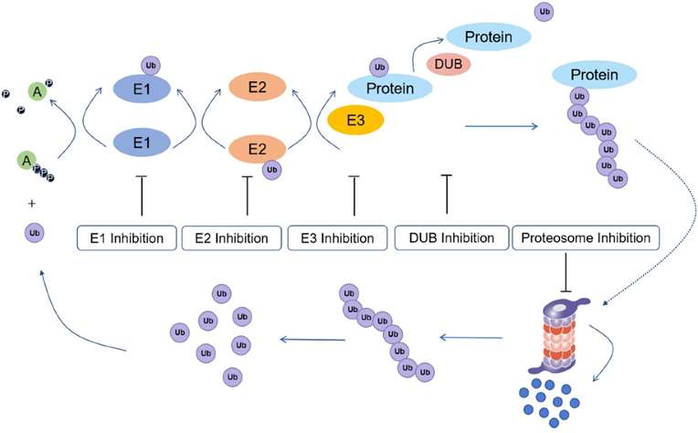 Deciphering Protein Ubiquitination: E3 Ligases, Specificity, and DUBs