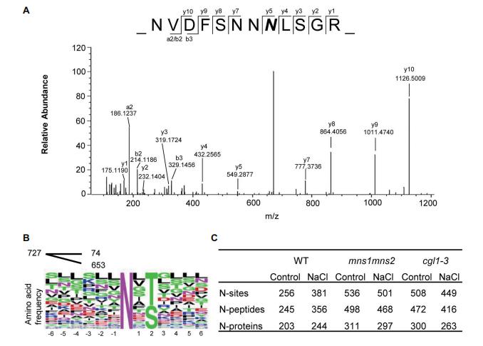 Decoding Plant Responses to Salinity Stress: A Glycoproteomic Analysis of Arabidopsis