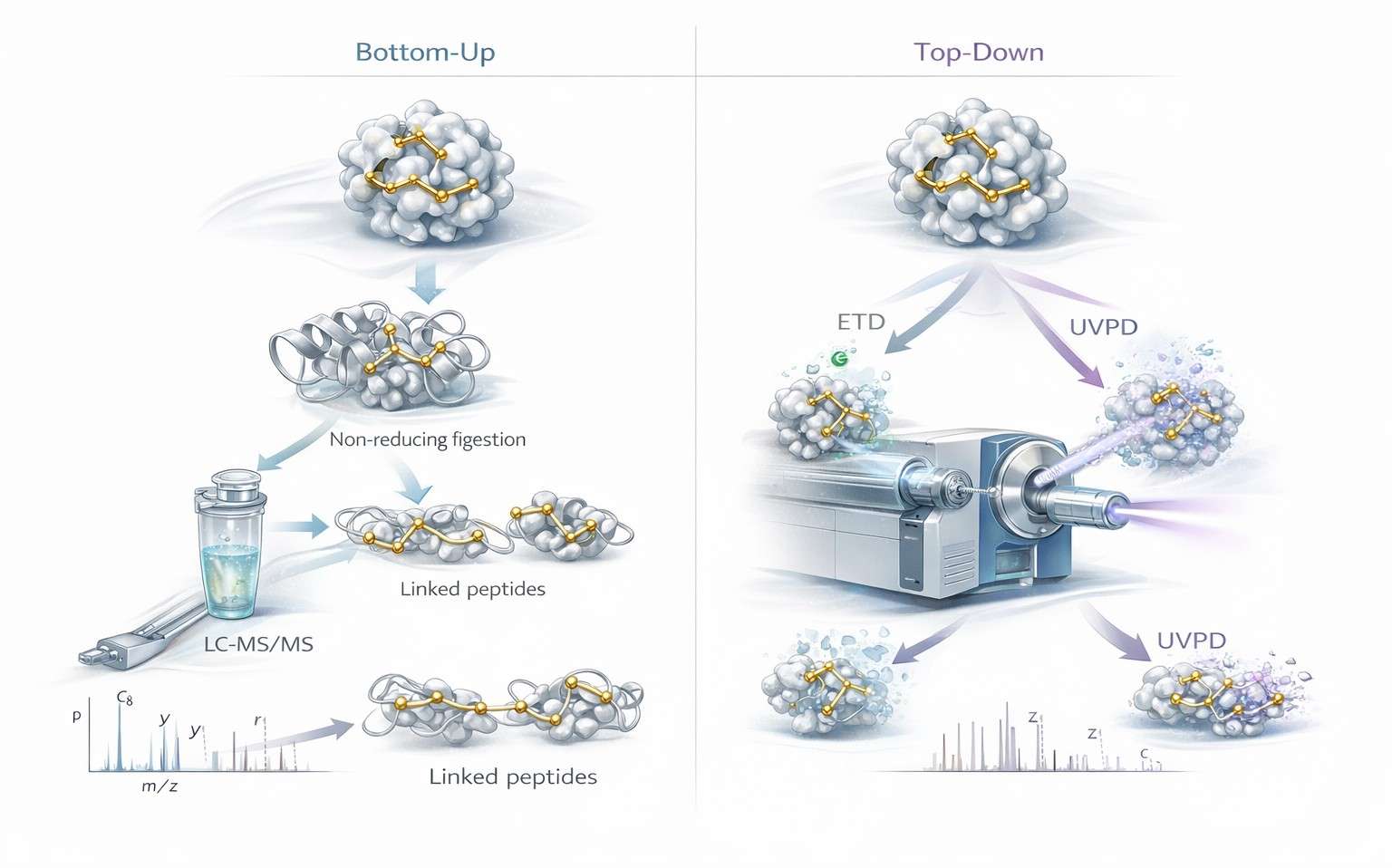 Figure 3: Bottom-up versus top-down disulfide mapping by LC-MS/MS