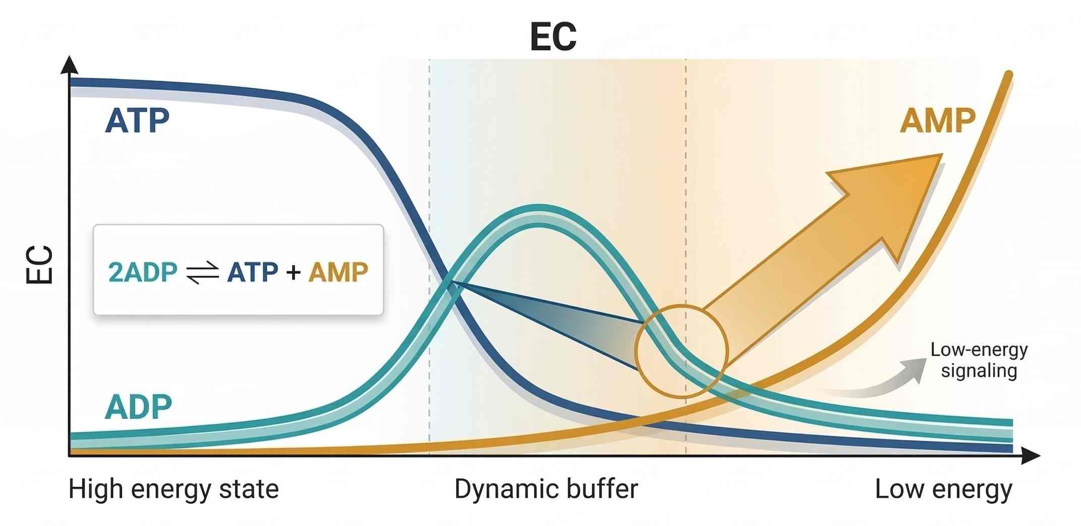The adenylate pool behaves as a buffered control system