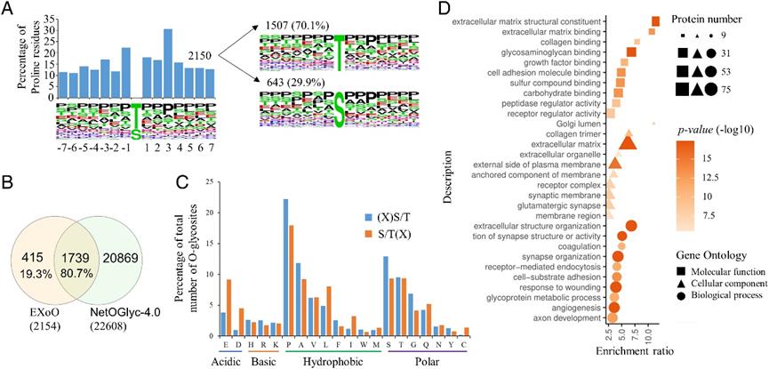 Decoding Tissue-Specific O-Glycoprotein Regulation: Insights from Mouse Glycoproteomics and Proteomics