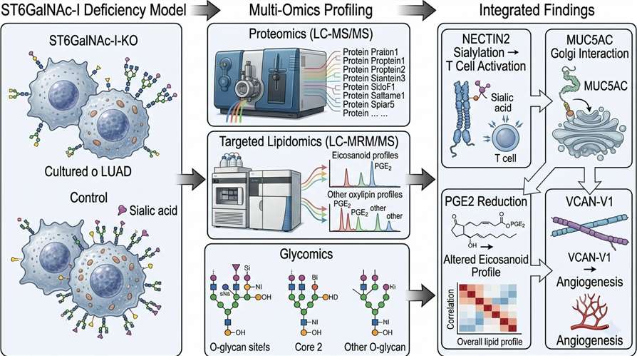Multi-omics study workflow in non-small cell lung cancer showing proteomic and lipidomic integration approach.