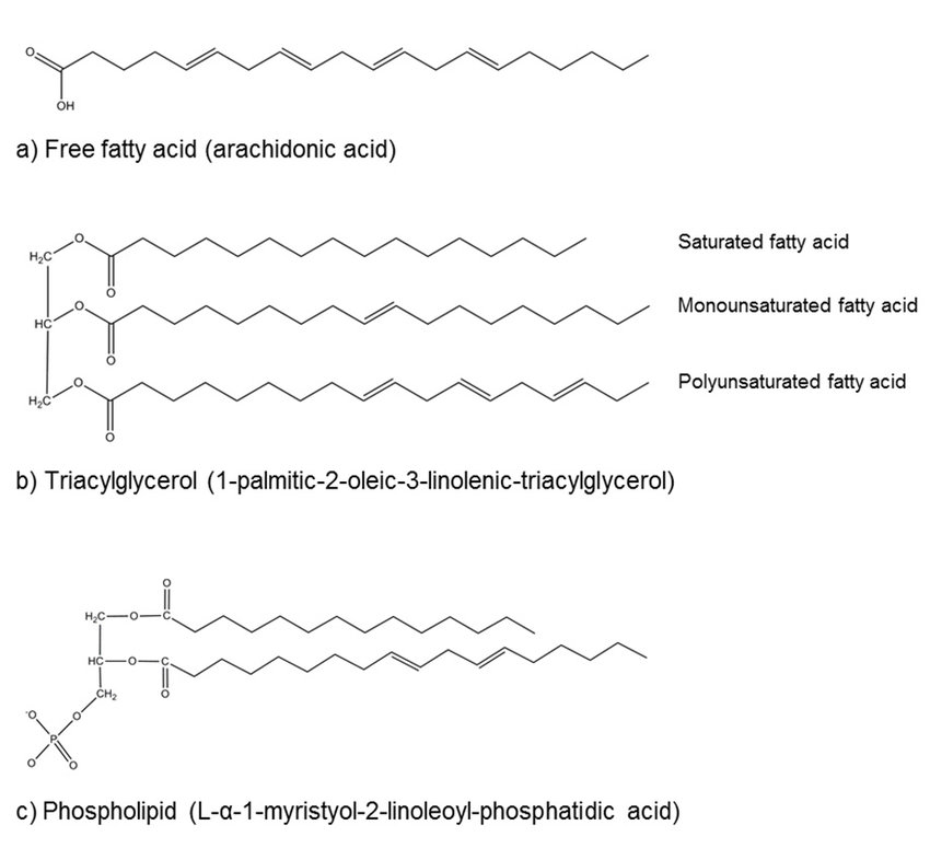 Demystifying Free Fatty Acids: Properties, Sources, and Significance -  Creative Proteomics