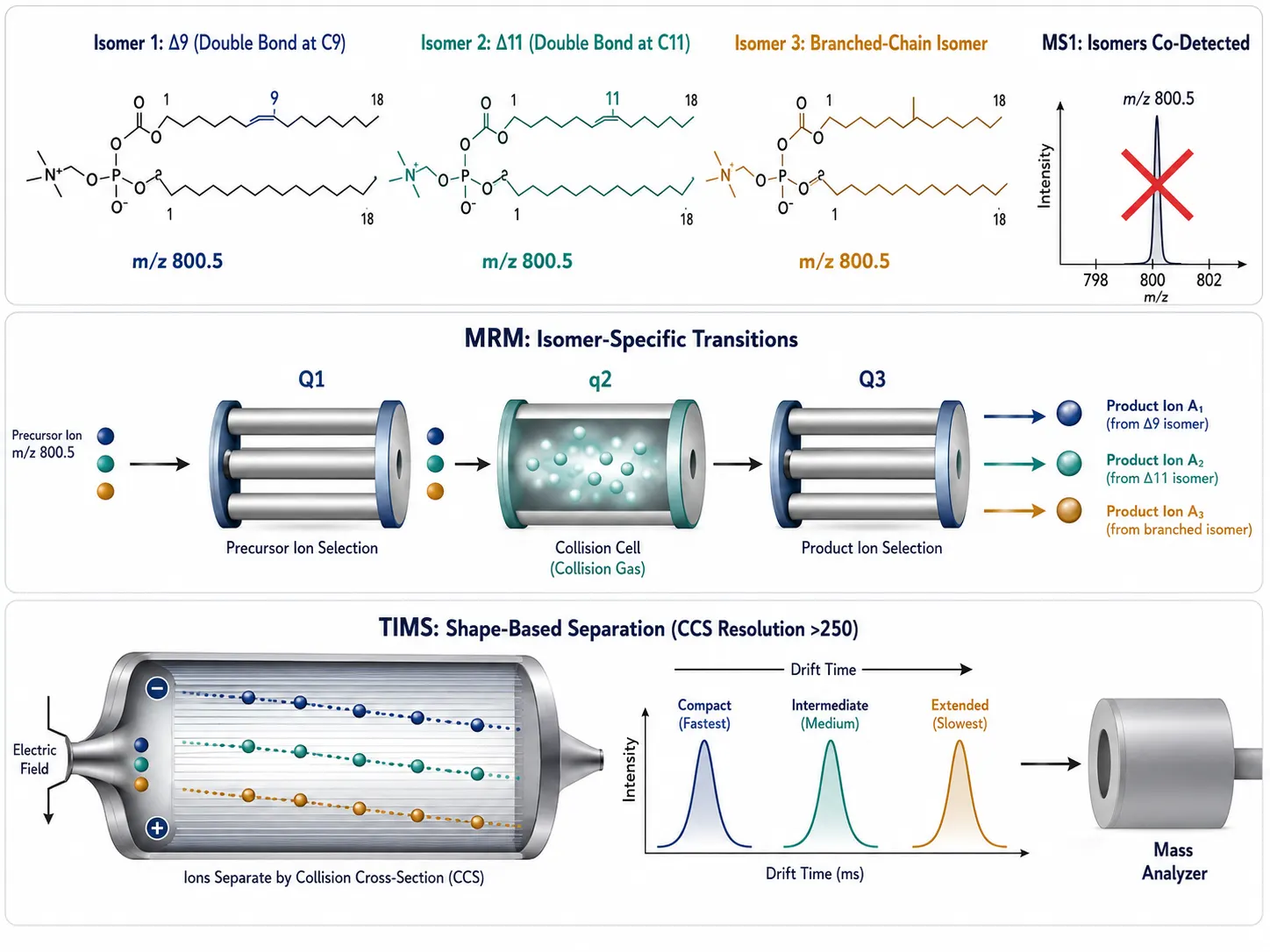 Isomer-Selective MSI (iMSI) Concept — MRM + TIMS for Lipid Isomers