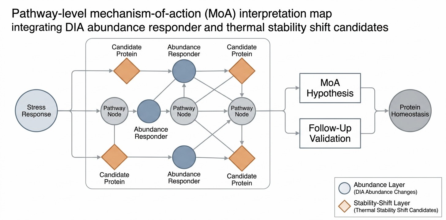 Pathway-level MoA interpretation map linking candidate proteins with differentially abundant proteins.