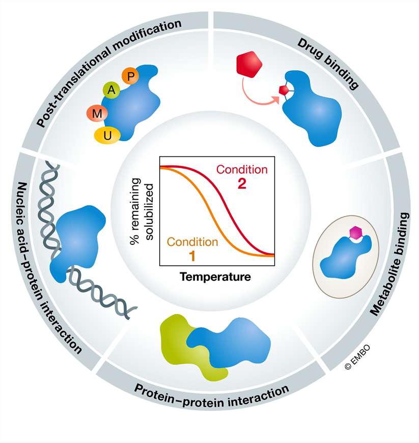 Figure 1 from a published thermal proteome profiling study showing how thermal stability profiles support protein interaction analysis.