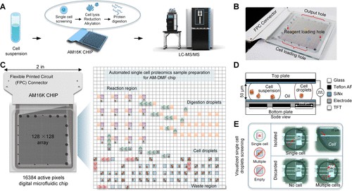 AM-DMF single-cell proteomics EGFR drug-resistance study workflow diagram