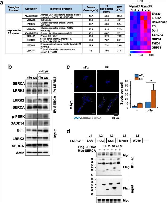 LRRK2-G2019S MS proteomic screening workflow showing identification of SERCA as interacting protein leading to ER stress mechanism in Parkinson's disease.