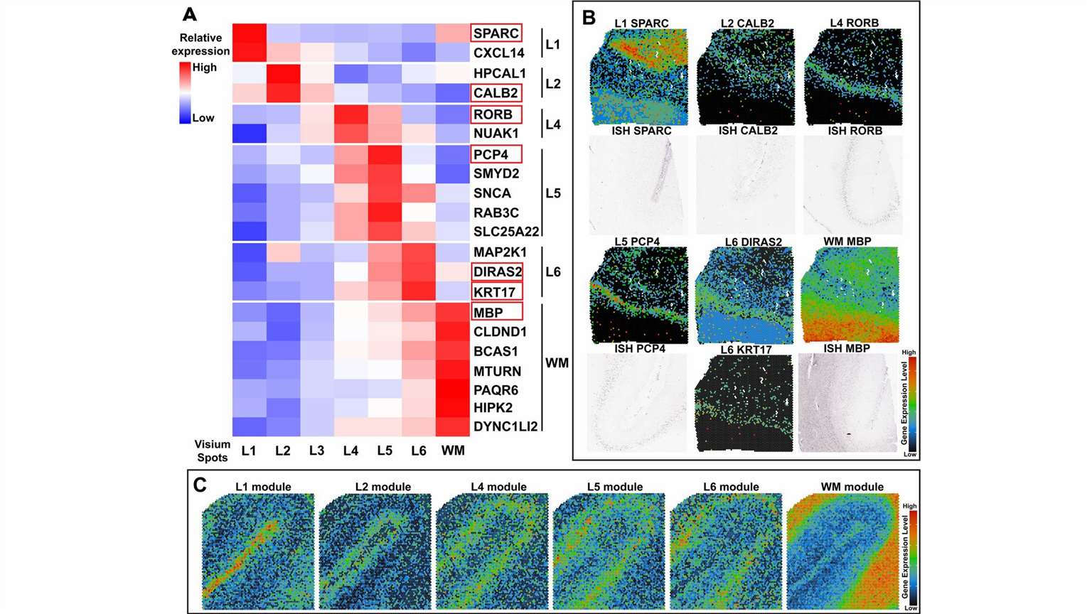 layer-specific gene expression