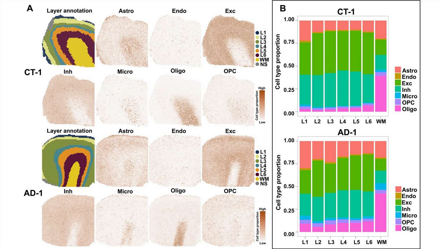 cell type distribution analysis