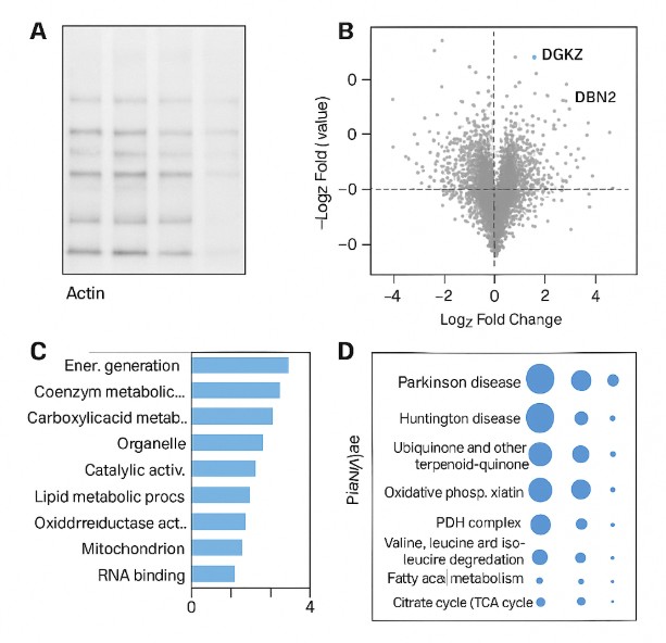 Proteomic identification of DNA-binding proteins with volcano, GO, and KEGG analyses.
