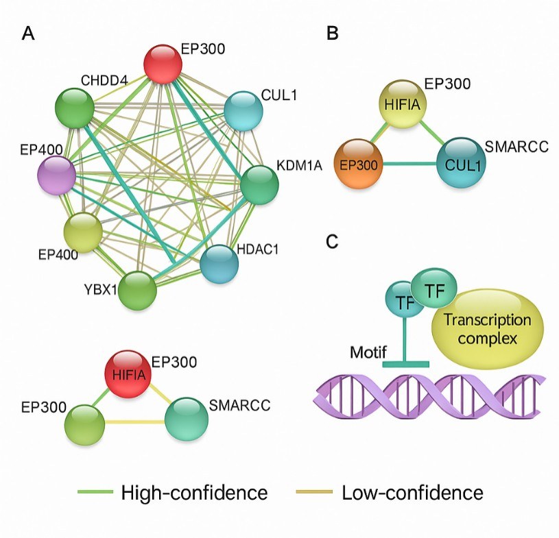 Protein interaction network and transcriptional regulation model of identified DNA-binding proteins.