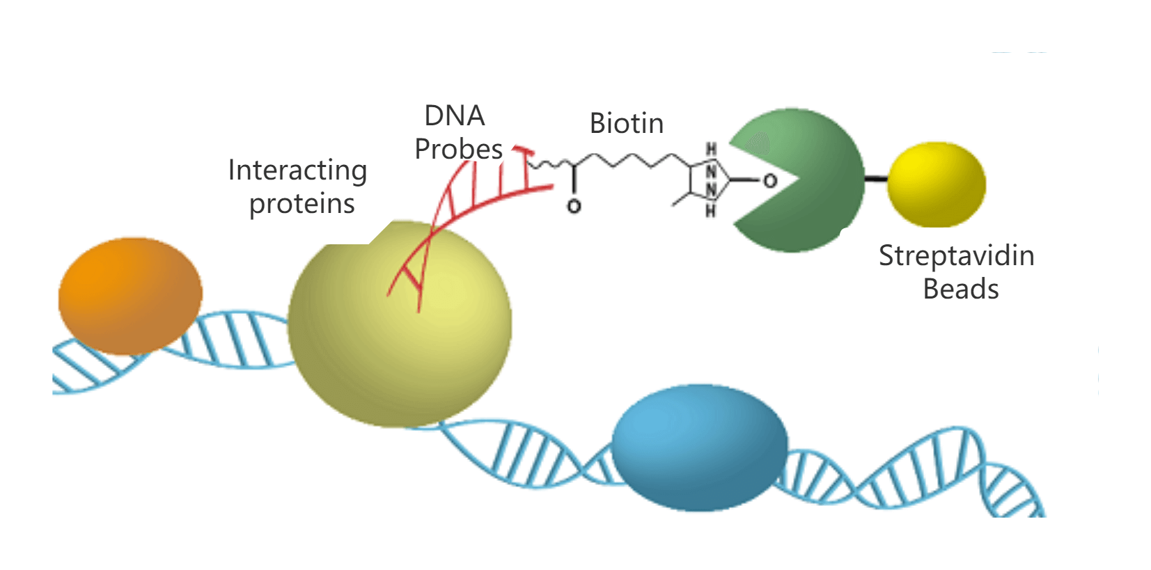 DNA Pull Down Service