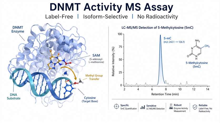 DNMT activity MS assay concept with enzyme and DNA substrate