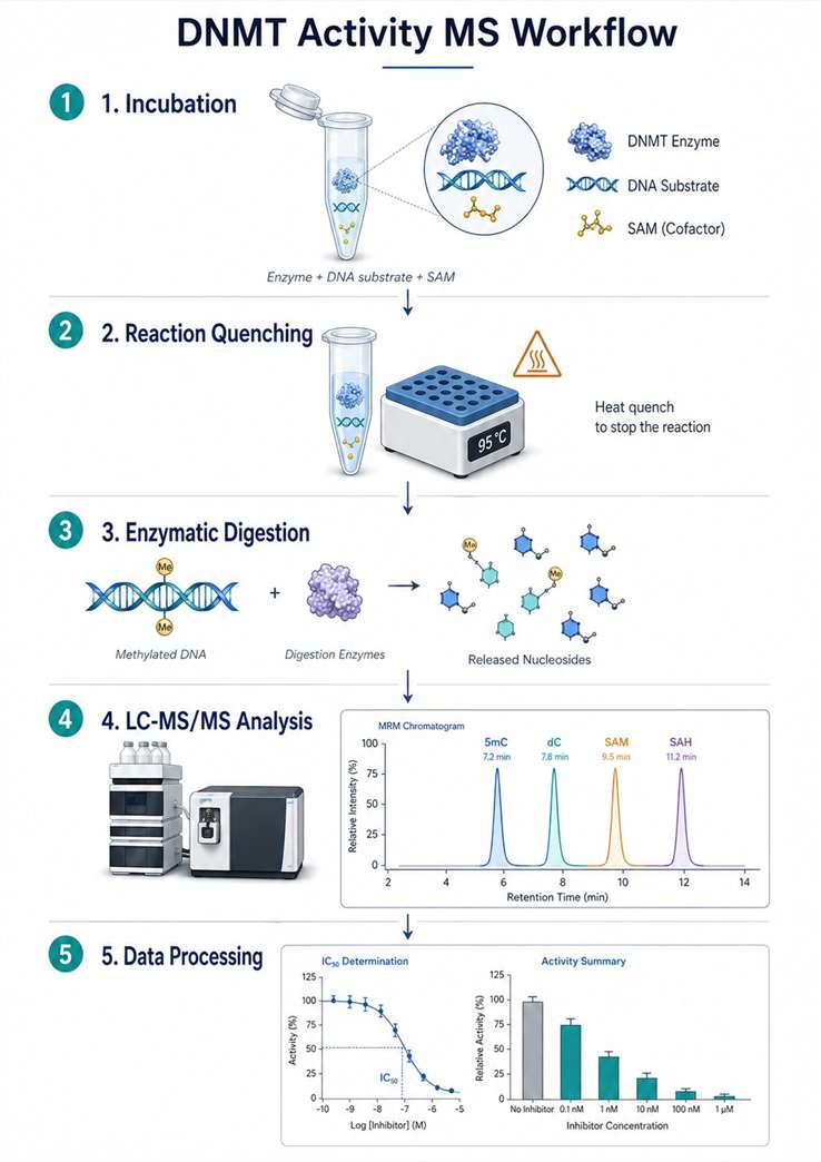 DNMT activity MS workflow from incubation to LC-MS/MS analysis
