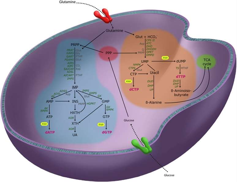 dNTPs: Functions, Metabolism, Interactions, and LC-MS/MS Analysis