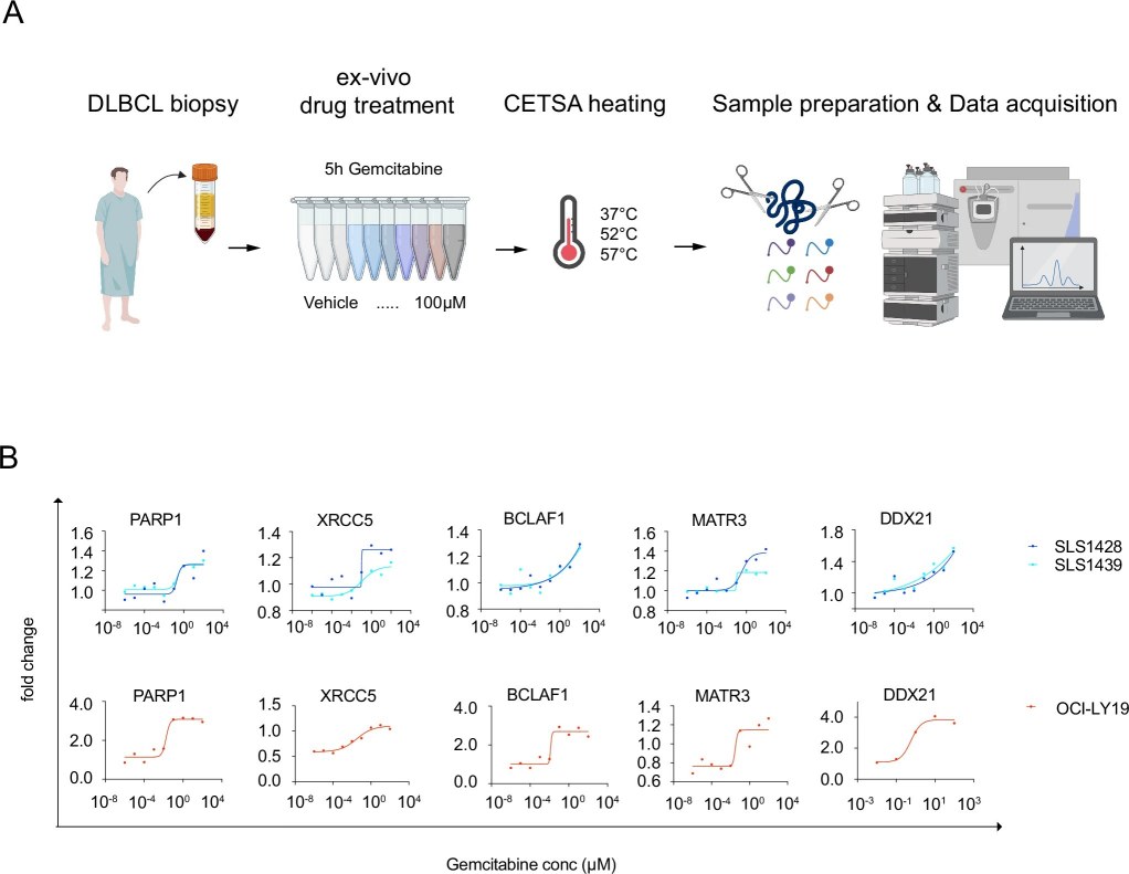 Figure 4 from a 2025 thermal stability proteomics study showing translesion synthesis signals in gemcitabine-resistant cells