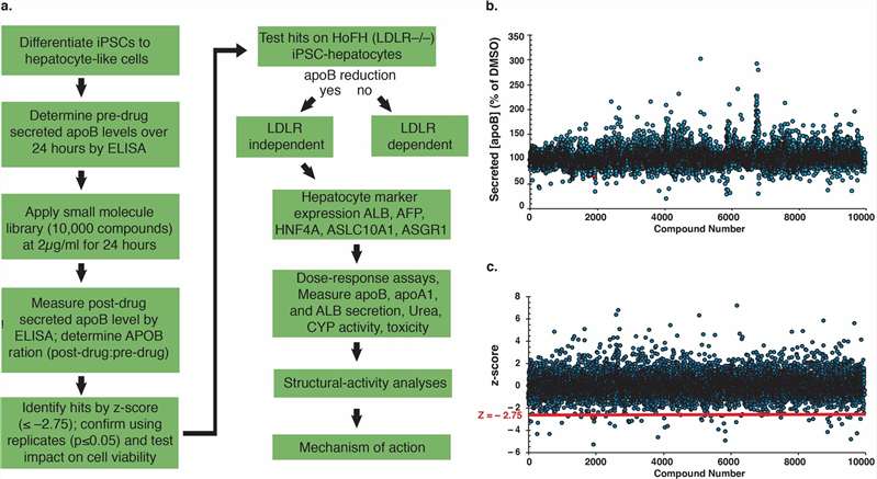 iPSC hepatocyte compound screen identifying apoB-lowering hits study figure