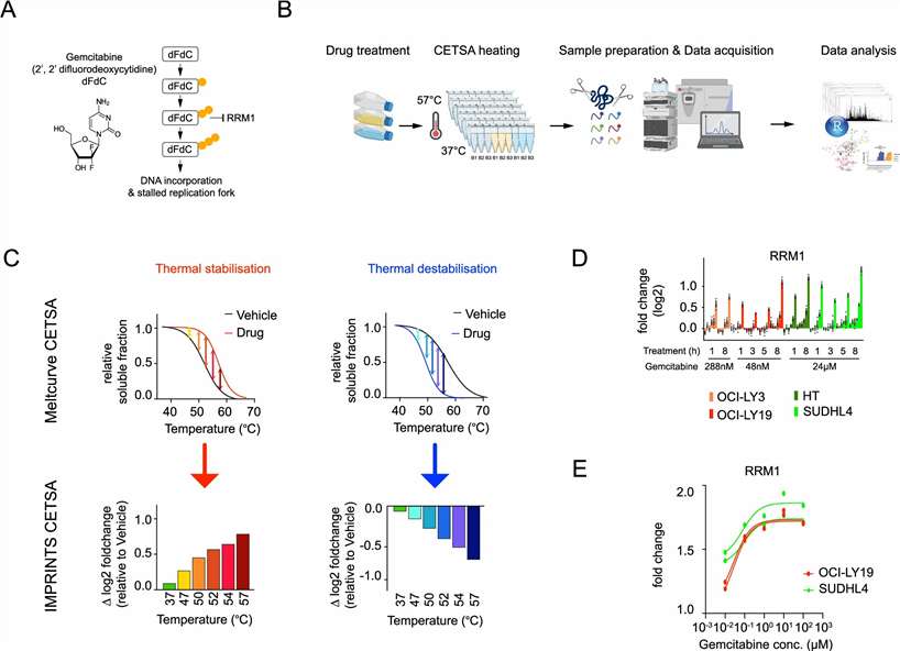MS-thermal stabilization assay workflow gemcitabine resistance DNA repair activation