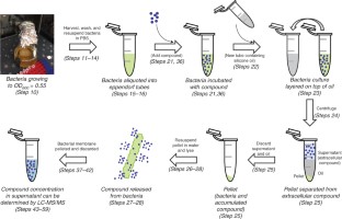 Fig. 2 from Geddes et al. (2021): LC-MS/MS quantification workflow for intracellular compound accumulation in E. coli showing the silicone oil separation method, MRM chromatograms, and correlation plot between intracellular accumulation and antibacterial activity (adapted from Nature Protocols, CC BY 4.0).