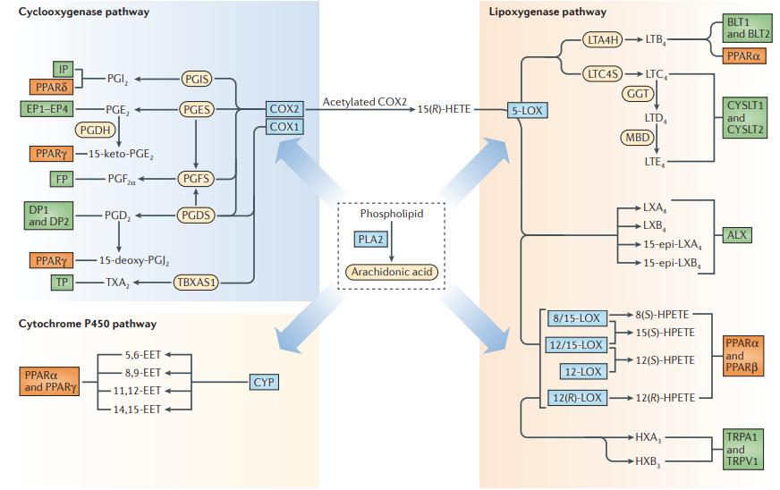 Eicosanoids: Biosynthesis, Metabolism, Disease Implications and Analytical Method