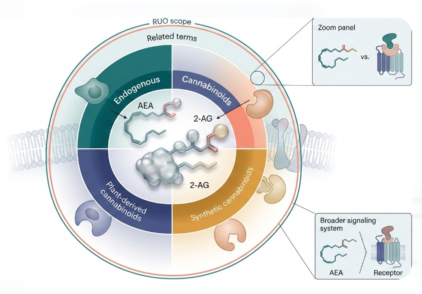 Endocannabinoids 101 (RUO): Definition, Key Molecules (AEA, 2-AG), and What Endocannabinoids Do