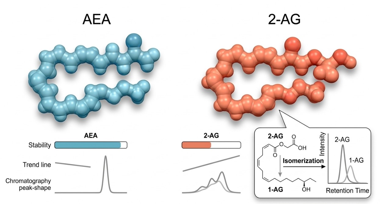 Analytical comparison of AEA and 2-AG