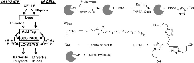 In-cell and in-lysate ABPP workflow for serine hydrolase activity profiling by LC-MS/MS.