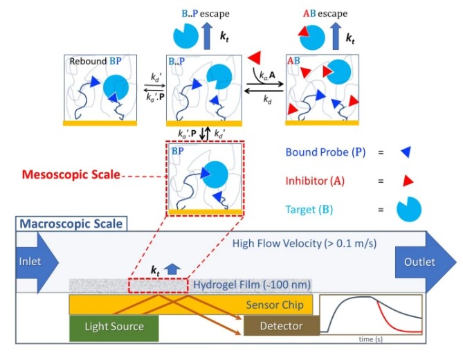 Schematic representation of the rebinding assay principle for measuring extreme binding kinetics using label-free biosensors.