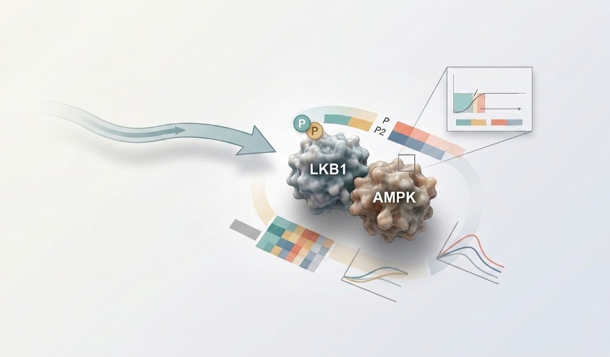 Excess Corticosterone and LKB1/AMPK Signaling (RUO): Mechanistic Hypotheses → Measurable Readouts