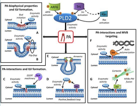 Phospholipase D and phosphatidic acid play roles in the formation of multivesicular bodies (MVBs) and their movement to the cell membrane during the process of exosome biogenesis within cells.