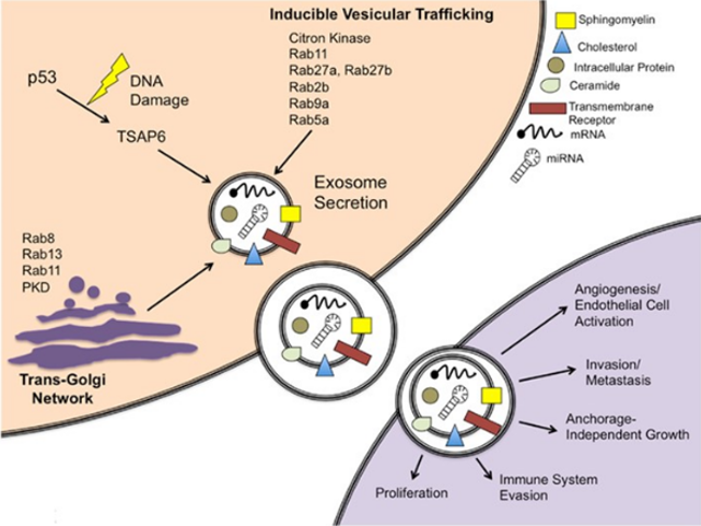 Schematic of exosome secretion in a cancer cell model