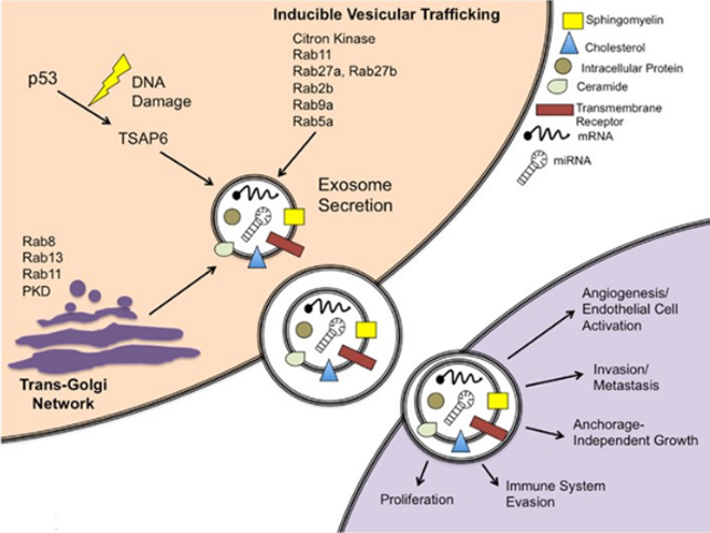 Exosomes and Cancer Progression