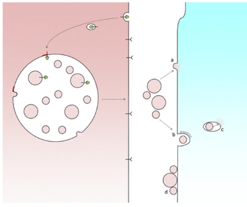 Exosome uptake by recipient cells