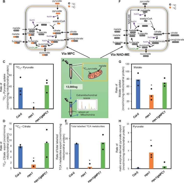 Explore TCA Cycle Functions in Plant Metabolism