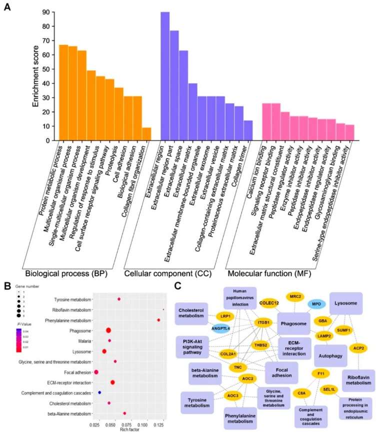 Exploring Pathogenic Mechanisms and Growth Mechanisms via N-Glycoproteome Analysis