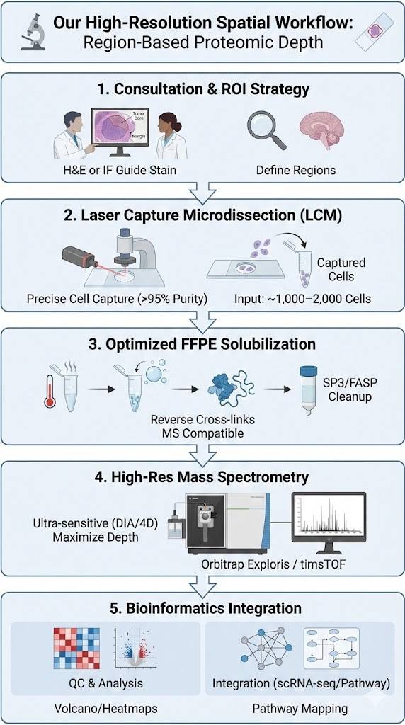 Vertical workflow infographic showing steps: Annotation, LCM Cutting, Digestion, MS Analysis, and Bioinformatics.