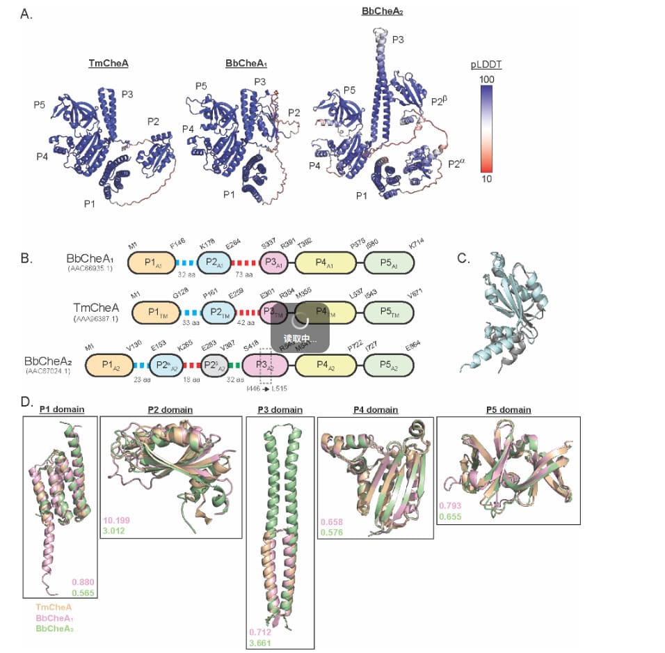 Protein domain architecture and structural model comparison figure