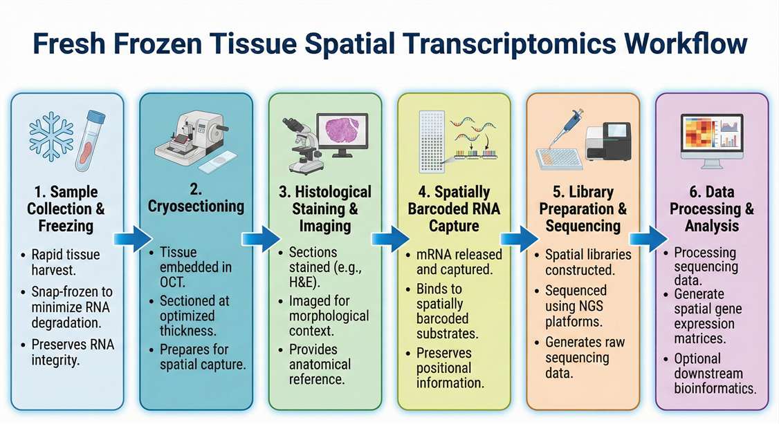 FF spatial transcriptomics workflow
