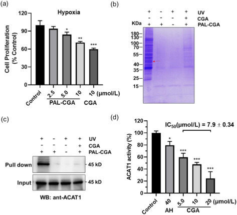 Multi-platform target deconvolution workflow from Wang et al. 2024 showing PAL-MS enrichment of ACAT1 from live cells, thermal stabilization assay confirmation, SPR binding affinity measurement, and molecular docking of chlorogenic acid in the ACAT1 active site.