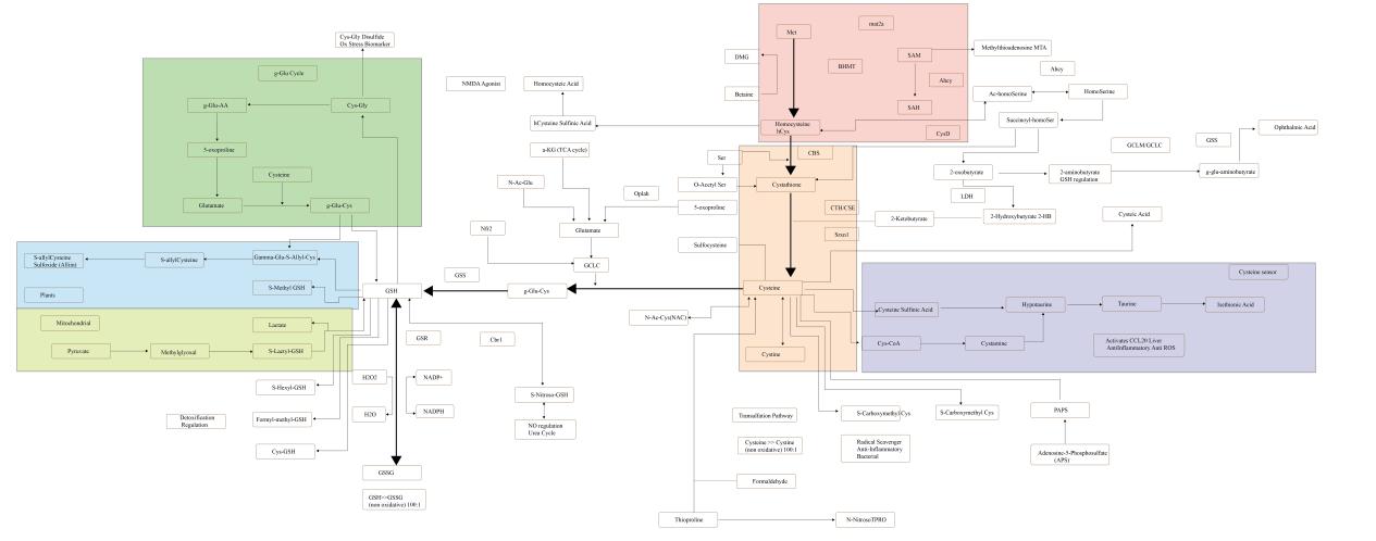 The metabolic pathways of GSH.