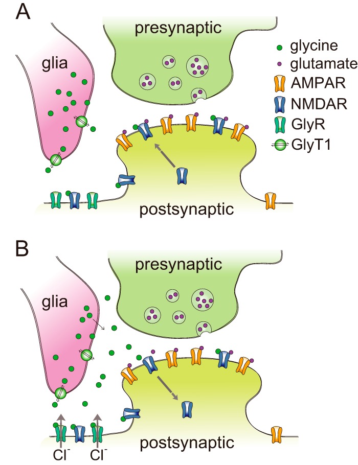 A model of dose-dependent bidirectional modifications of NMDA responses by glycine.