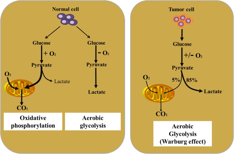Glycolysis in Cancer: Mechanisms, Targets, and Metabolomics Insights