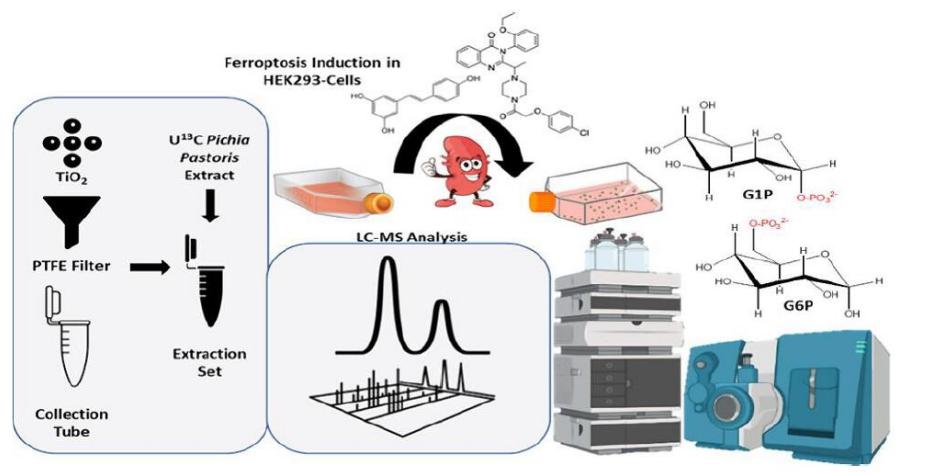 Glycolysis Pathway Analysis Service