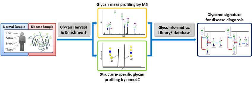 Glycomics in Disease Biomarker Discovery
